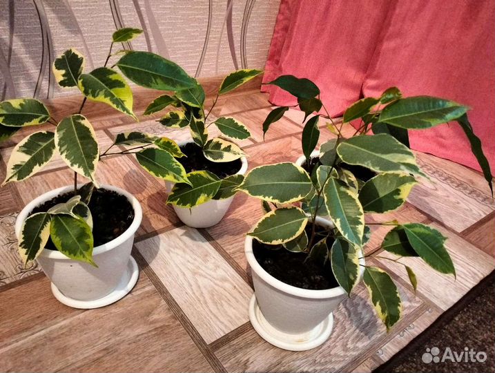 Фикус бенджамина