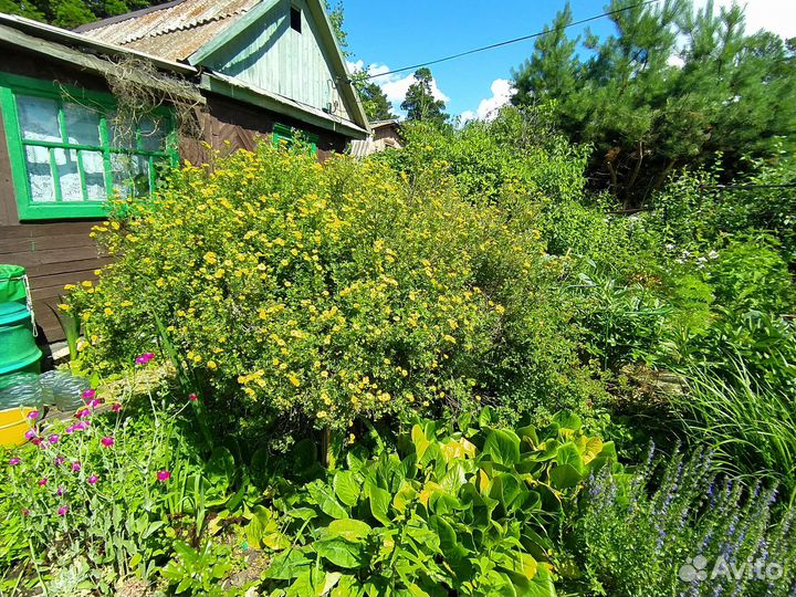 Курильский чай