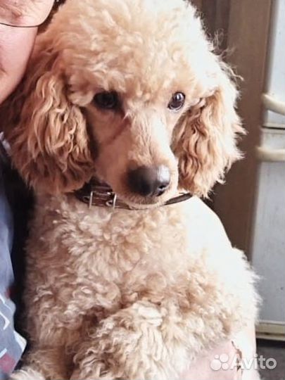 Пудель жених