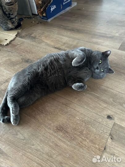 Кот Говорун
