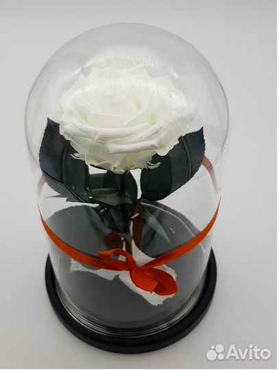 Вечная Роза в колбе. Много моделей. От завода