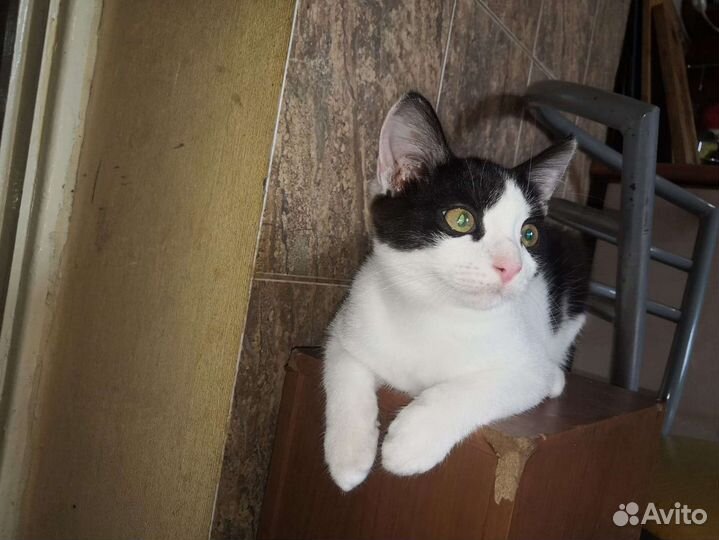 Котёнок в добрые руки