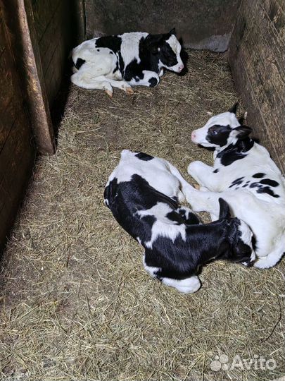 Телята бычки