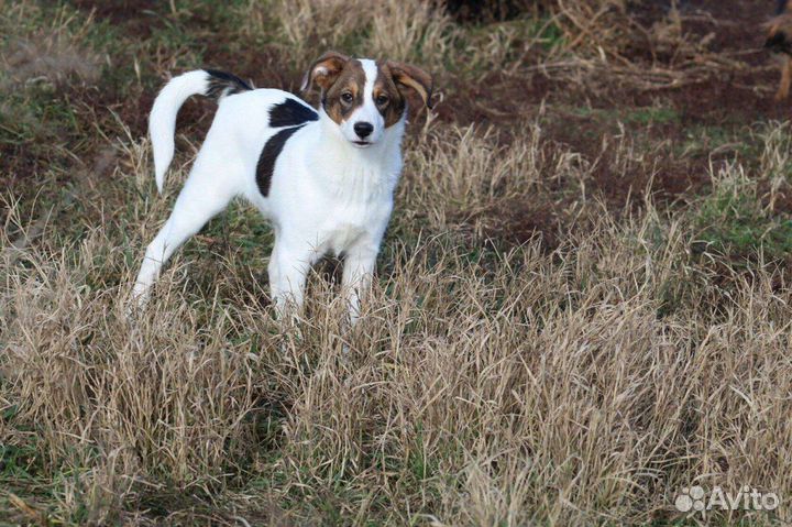 Щенок Пирожок в добрые руки