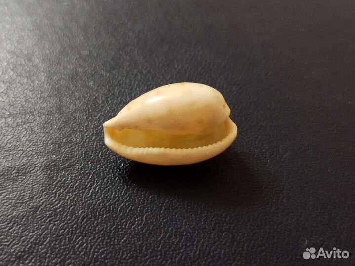 Морская раковина