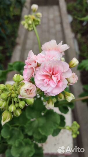 Герань пеларгония Ириол -Итернайт