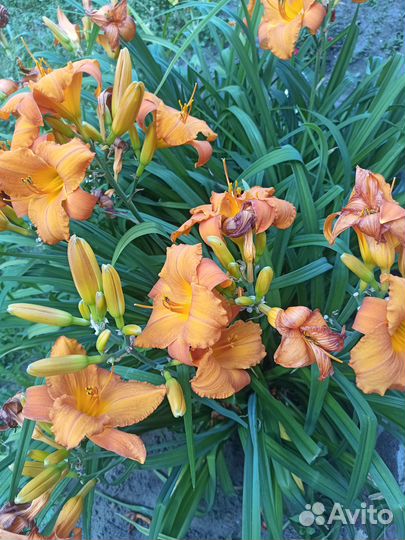 Продаю лилейники