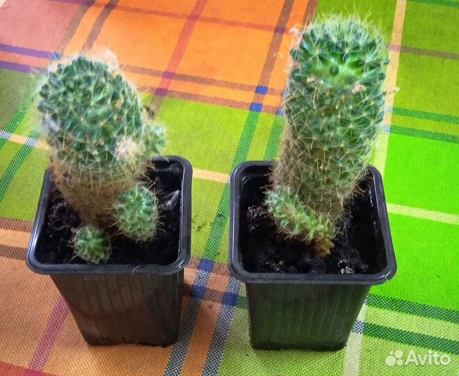 Кактусы и суккуленты