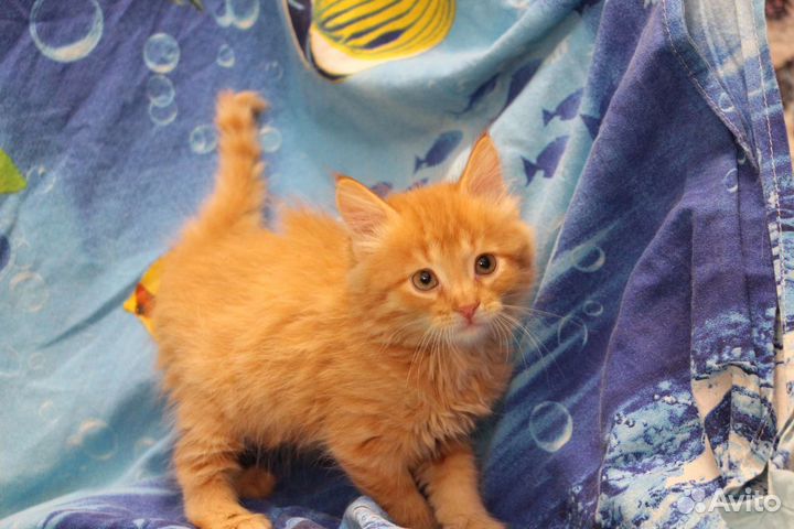 Чудесные рыжики-котятки ищут самые добрые руки