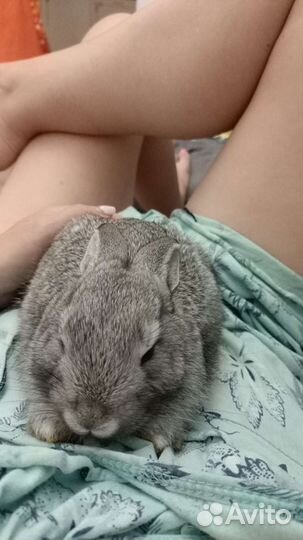 Советская шиншилла