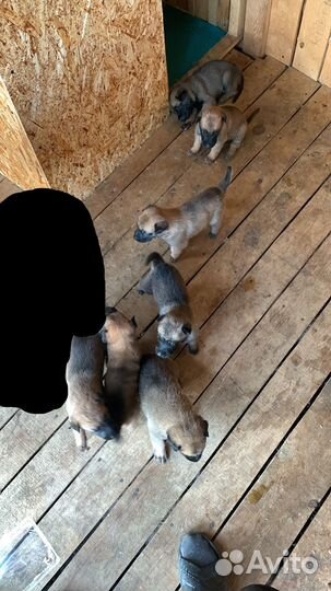 Щенки бельгийской овчарки малинуа