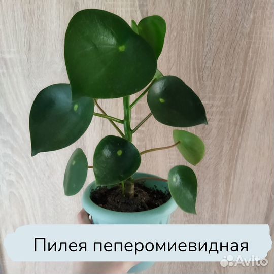 Пеперомия и фикусы