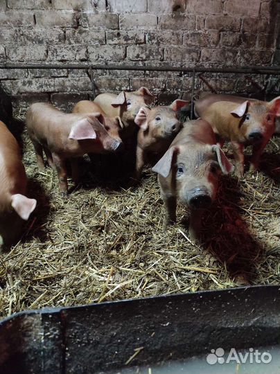 Поросята 