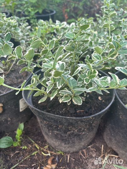 Растения для сада