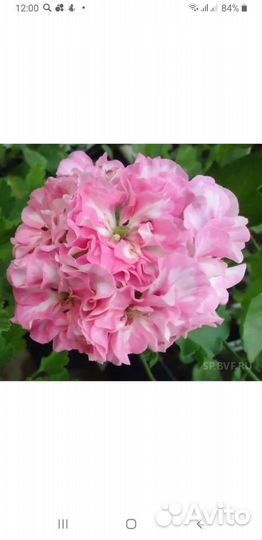 Герань пеларгония плетистая