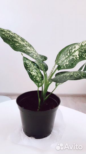 Диффенбахия Молочай Сансевиерия Спатифиллум
