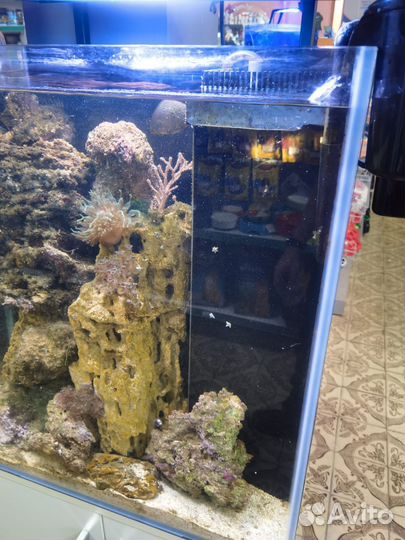 Морской аквариум с муреной