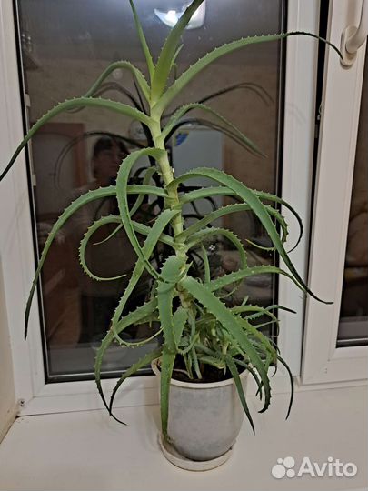 Алоэ столетник