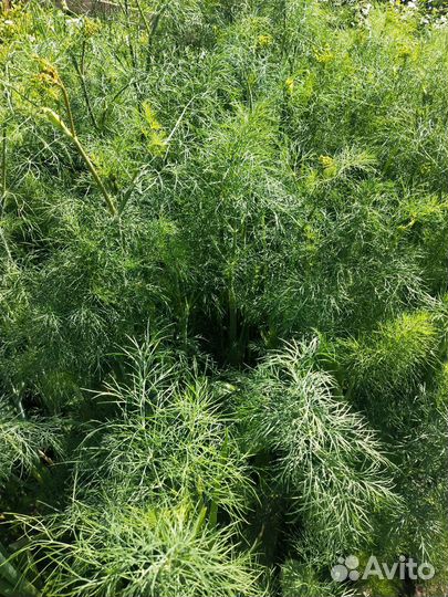 Зелень дачная