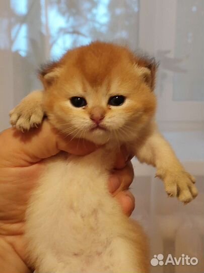 Британская кошка вязка