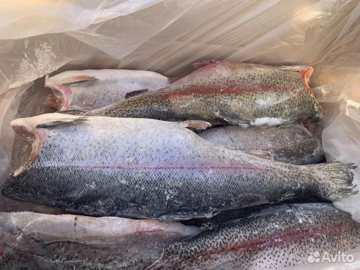 Форель морская 2-4 кг