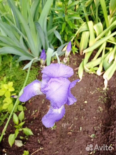 Ирисы и лилейники