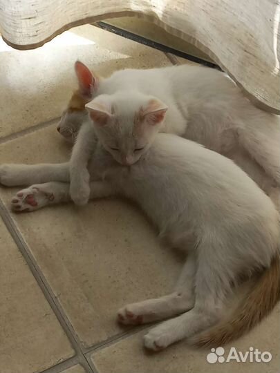 Котята бесплатно