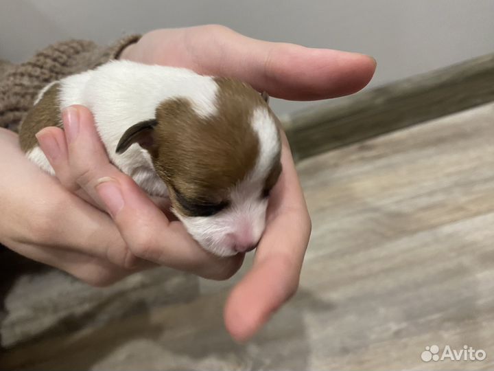 Щенки Джек рассел терьер