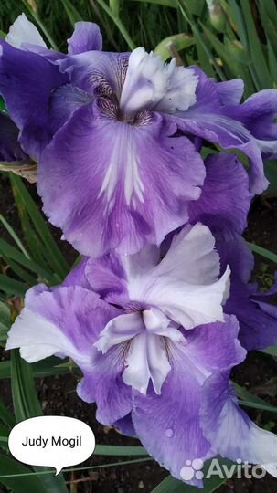 Ирис шестифолый