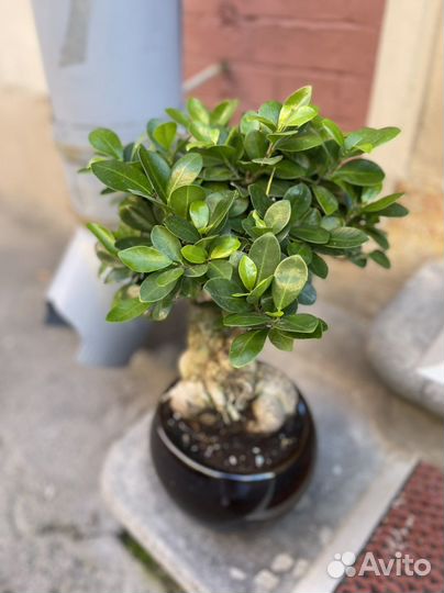 Бонсай в кашпо