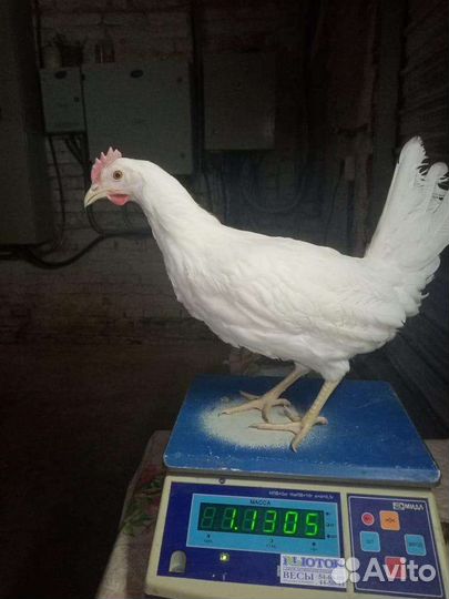 Куры молодки