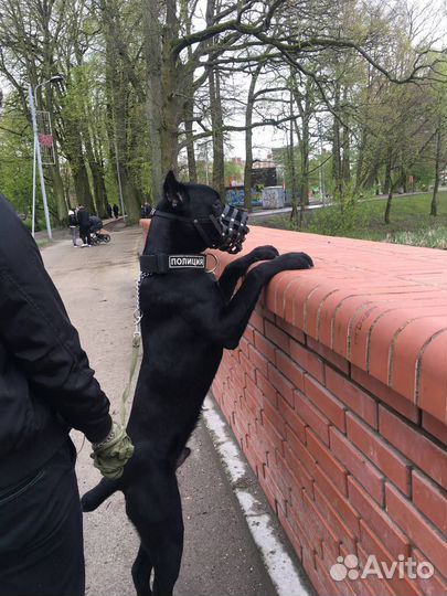 Отдам Кане-Корсо