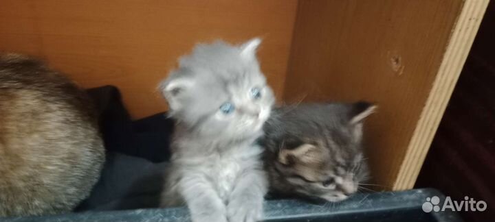 Кошка в дар бесплатно