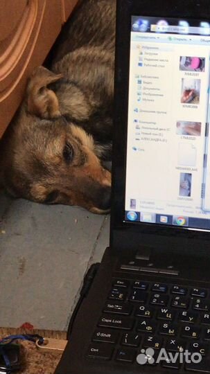 Собака в добрые руки