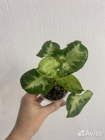 Сингониум пикси