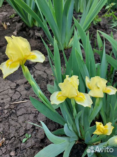 Набор карликовых ирисов №2