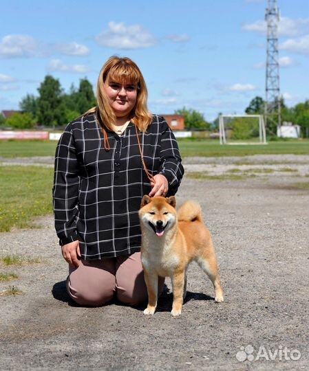 Услуги хендлера