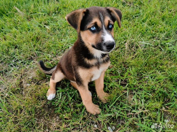 Метис Хаски