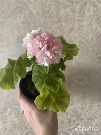 Пеларгония герань сортовая