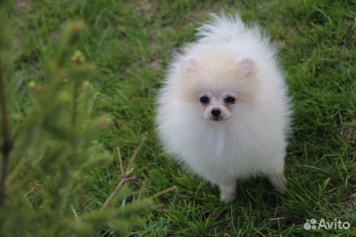 Померанский шпиц