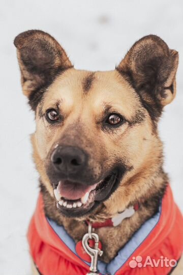 Собака в добрые руки