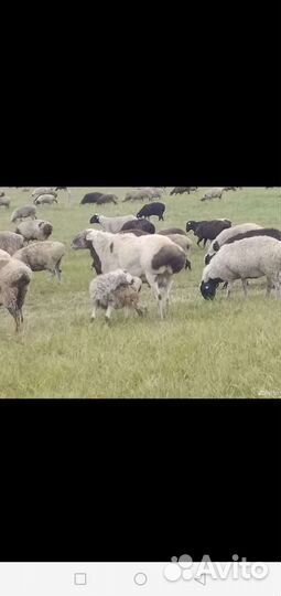 Курдючные бараны овцы
