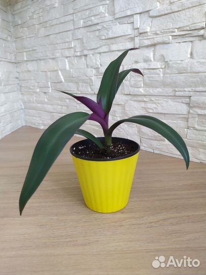 Традесканция Рео