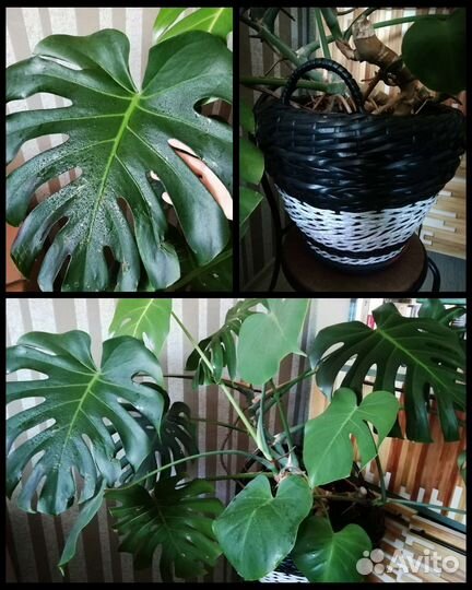 Монстера. Молочай. Драцена. Спатифиллум