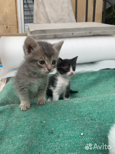 Котята в добрые руки