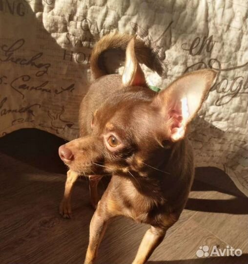 Передержка животных, выгул