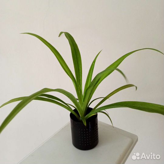 Фикус,хатиора,сингониум,алое, комнатные цветы