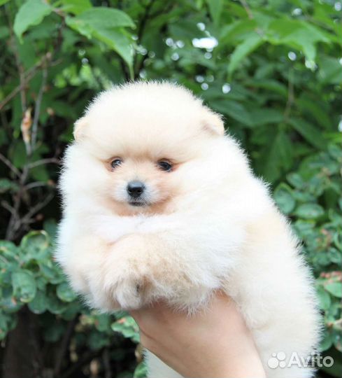 Щенки померанского шпица в большом выборе