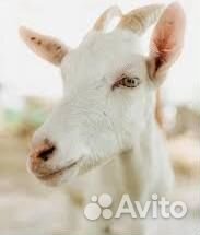 Коза зааненская дойная