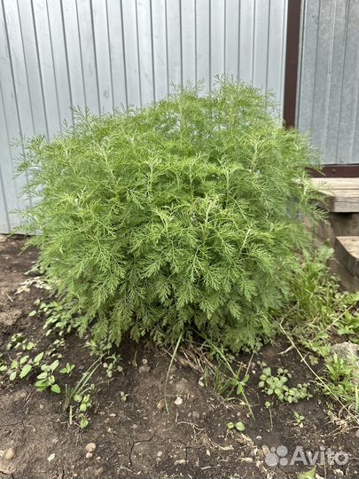 Многолетники для сада неприхотливые